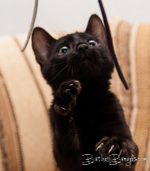 Bengal melanistic